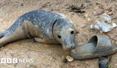 Underweight seal pup recovering after Seatown beach rescue