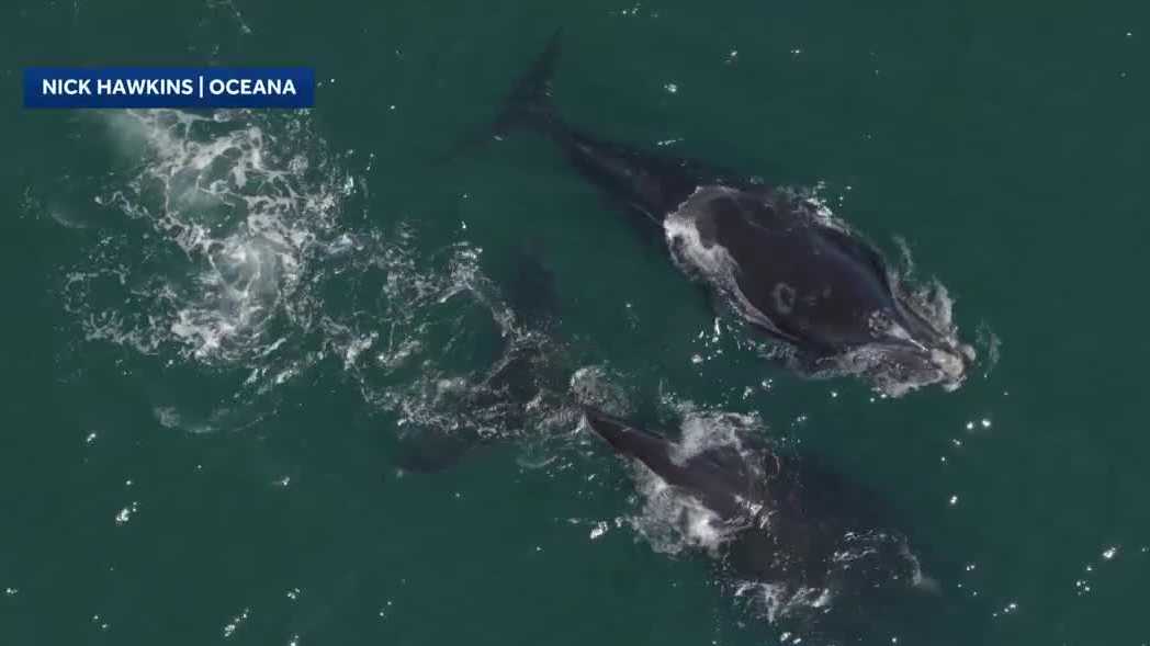 Rare right whale, newborn calf spotted off Brevard County