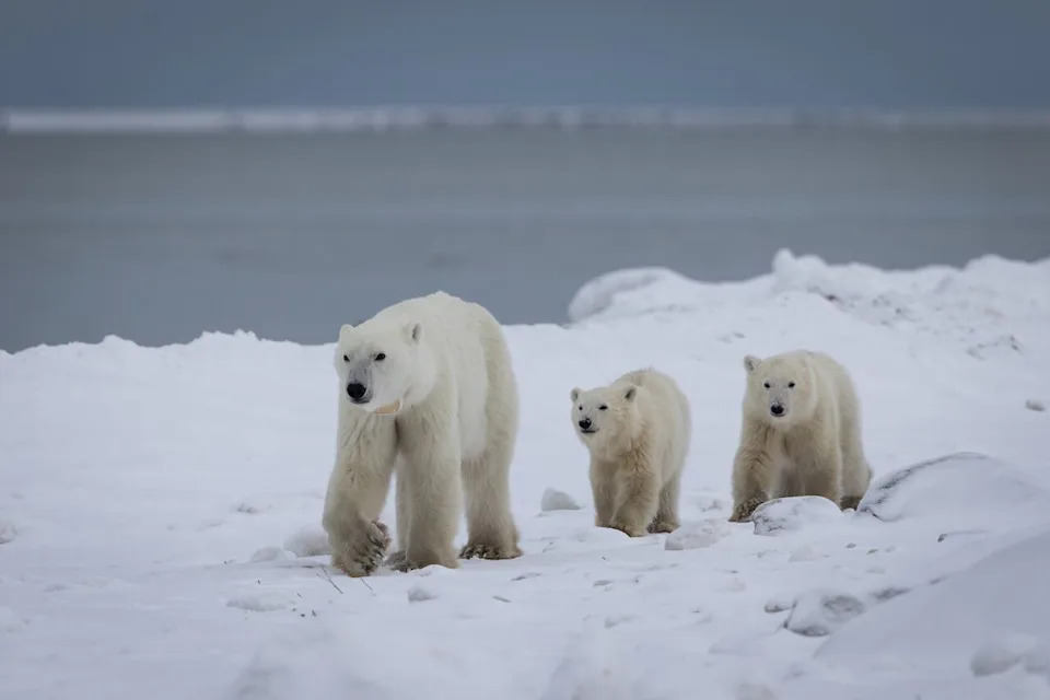 A female polar bear and her two cubs walk in the western Hudson Bay area in northeastern Manitoba in November 2025.