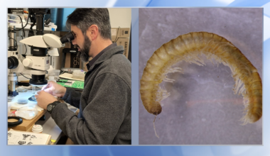 Four millipede species discovered in Great Smoky Mountains National Park :: WRAL.com