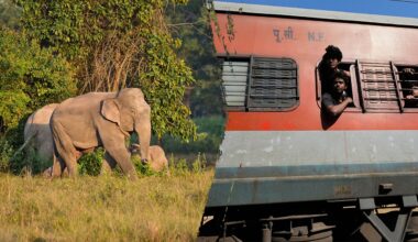 Train hits elephant herd in northeastern India, kills 7 elephants