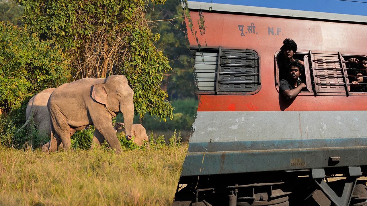 Train hits elephant herd in northeastern India, kills 7 elephants