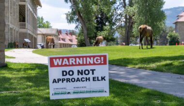 Some wayward tourists came extra-close to a bull elk at Yellowstone National Park — and bragged about it in an oblivious video.