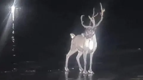 HM Coastguard Crosby Photo of a reindeer standing on a beach at night. 