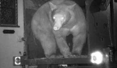 Trap Set to Catch 550-Lb. Bear Living in Crawl Space Under California Home Captures the Wrong Animal