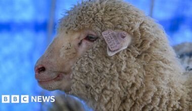 How is India's first gene-edited sheep Tarmeem doing?