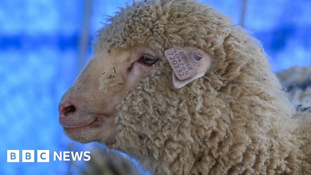 How is India's first gene-edited sheep Tarmeem doing?