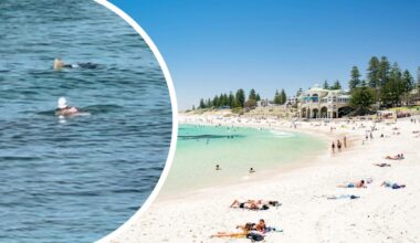 Cottesloe beach: Seal jumps in to shark net and rips apart suspected sting ray in front of swimmer