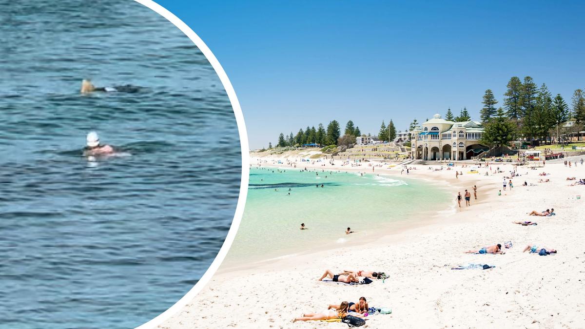 Cottesloe beach: Seal jumps in to shark net and rips apart suspected sting ray in front of swimmer