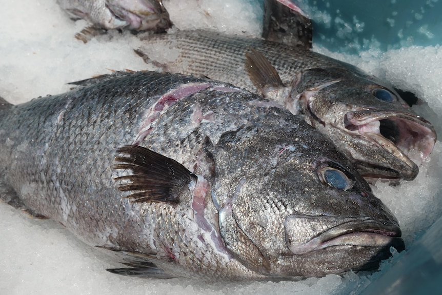 Two large dead demersal fish on ice inside of a blue plastic tub.