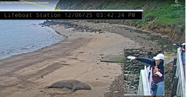 NPS Photo / Marine Mammal Center Footage of the incident from Point Reyes National Seashore.
