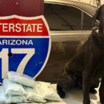 K9 Radar helped find about 70,000 fentanyl pills in a vehicle carrying two small children during a recent traffic stop in northern Arizona. (YCSO photo)