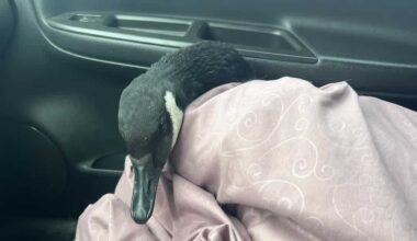 Papillion firefighters save goose stuck on ice