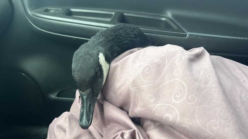 Papillion firefighters save goose stuck on ice