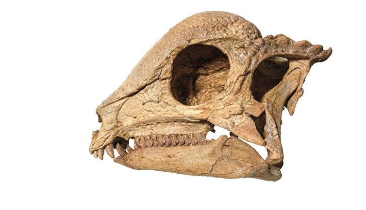 Photo of dinosaur skull