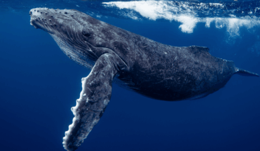 First Ever Evidence Of Deadly Virus In Arctic Whales Found By Drones