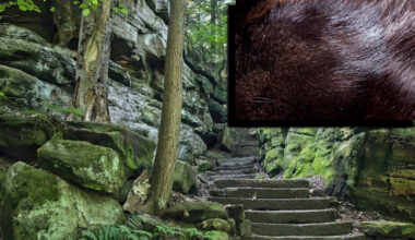 close up of fisher fur next to Cuyahoga County parks