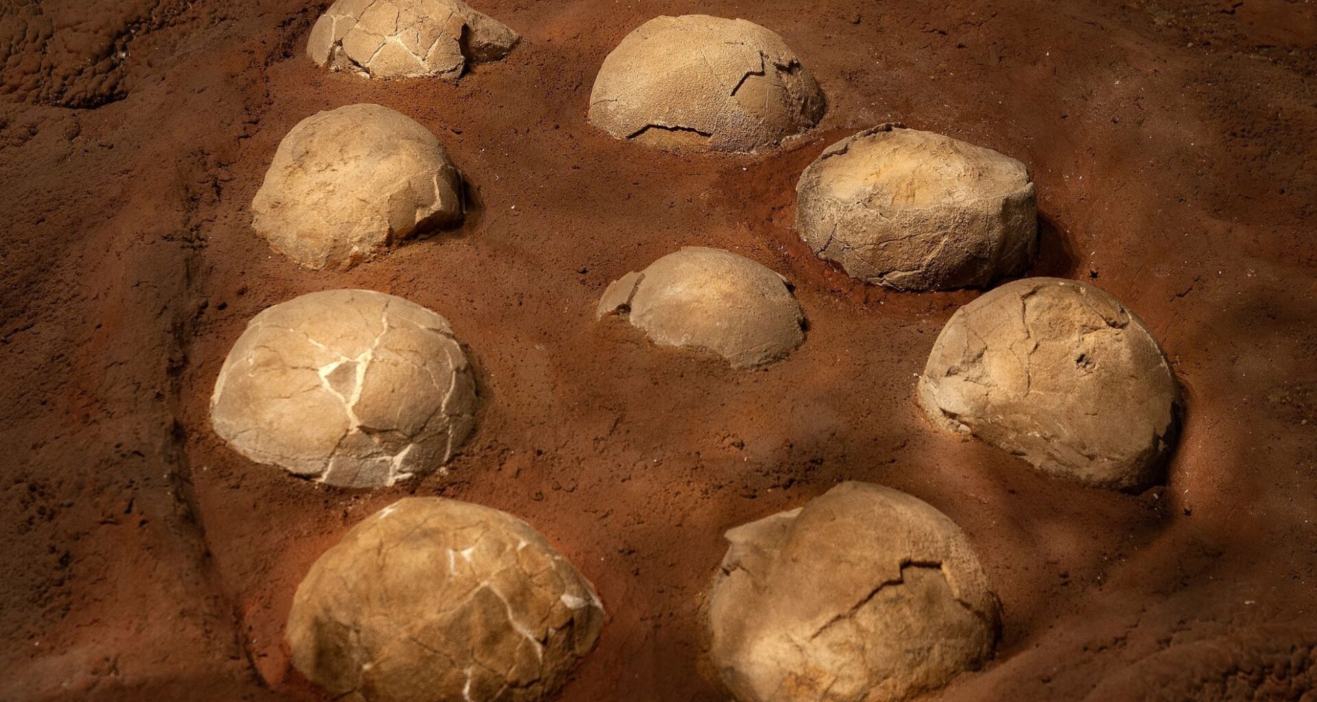 Fossilized Dinosaur Eggs (illustrative Image)