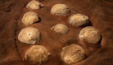 Fossilized Dinosaur Eggs (illustrative Image)