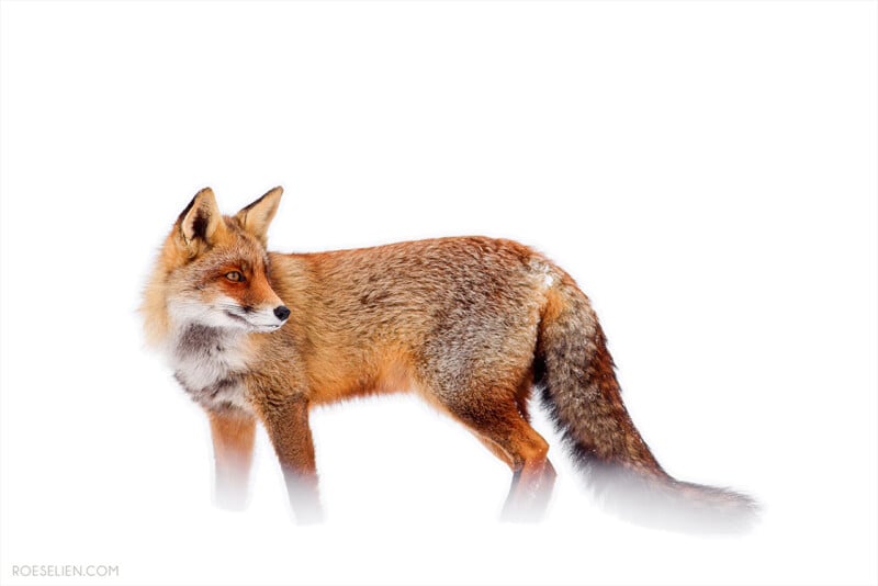 A red fox stands on snow against a white background, looking to the left. Its bushy tail and reddish fur contrast sharply with the bright surroundings.