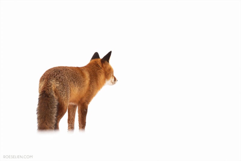 A red fox stands on snow, facing right, against a stark white background. The fox’s fur is thick and its tail is bushy. The overall scene is minimalistic and serene.