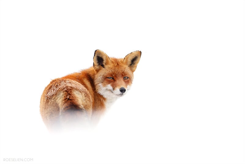 A red fox stands in snow against a white background, looking back over its shoulder with alert eyes. Its fur contrasts sharply with the minimal, bright surroundings.