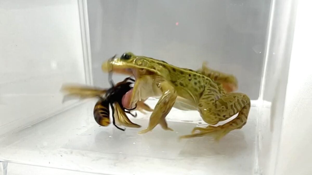 A black-spotted pond frog caught mid-bite.