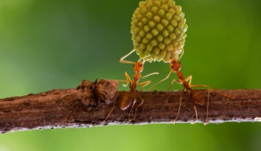 Sick ants invite self-sacrifice to save colony, scientists discover: "Hey, come and kill me"
