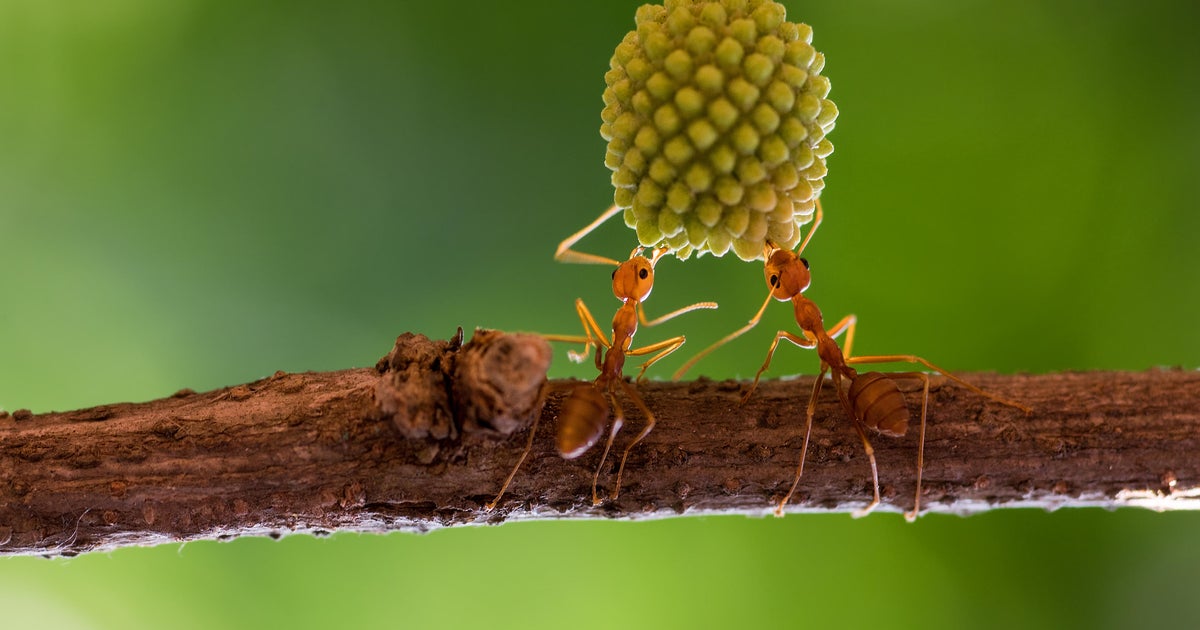 Sick ants invite self-sacrifice to save colony, scientists discover: "Hey, come and kill me"
