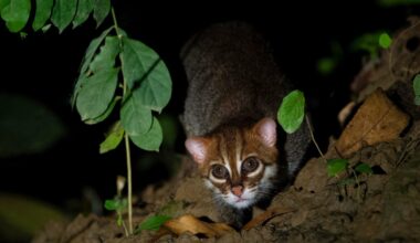 Elusive, endangered wild cat seen in Thailand for the first time in 30 years