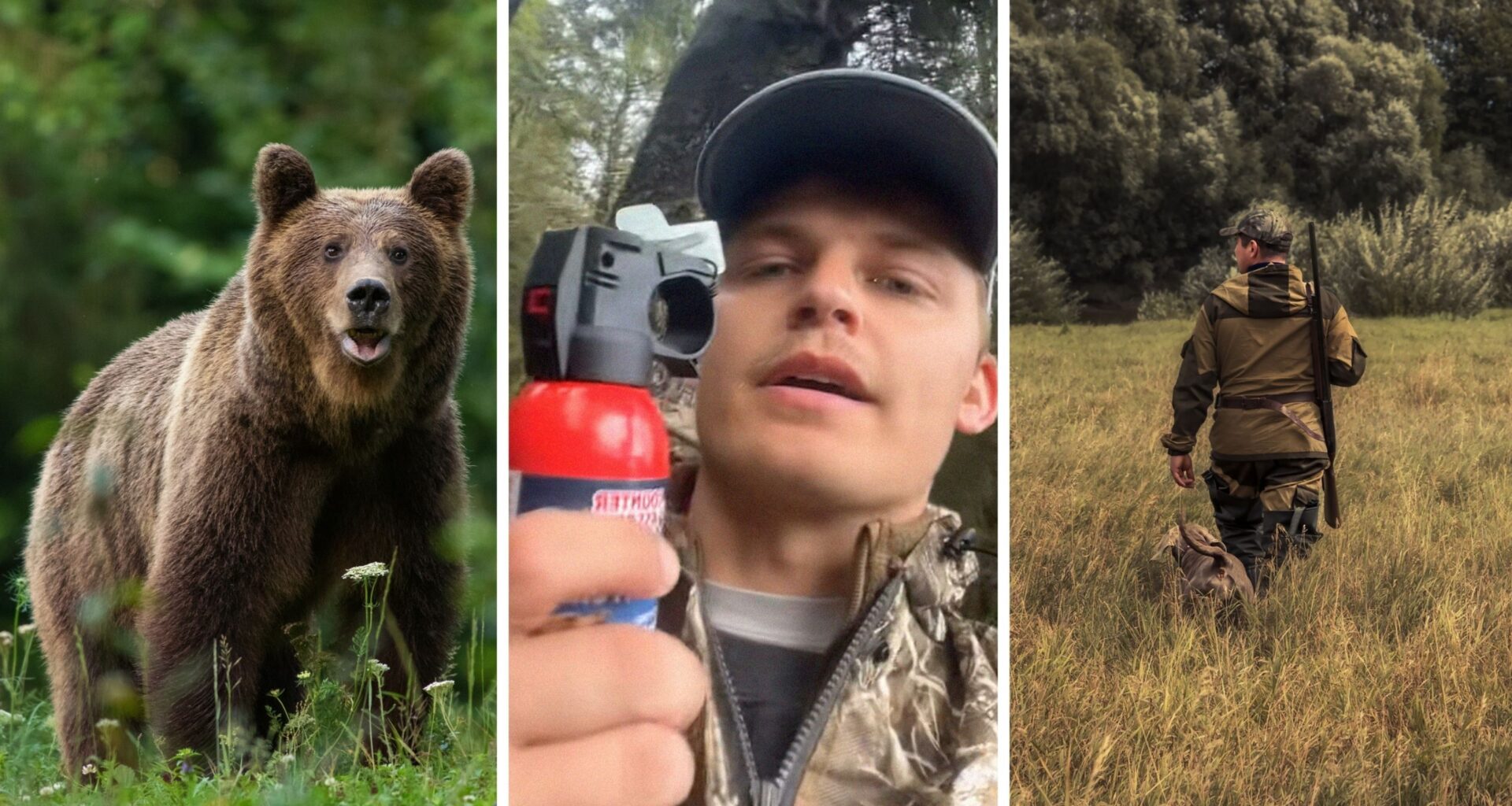 wild brown bear (l) man shares hunting experience (c) man goes hunting (r)