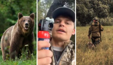 wild brown bear (l) man shares hunting experience (c) man goes hunting (r)