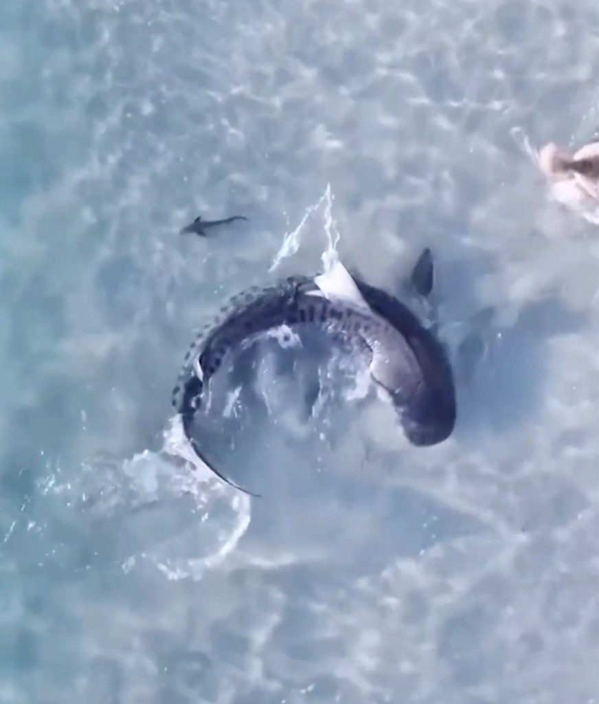 A large tiger shark in shallow clear blue water turns away from a dog's legs partially visible in the upper right.
