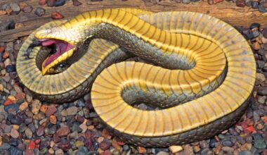 Poop, Puke, And Playing Dead: The Dramatic Defense Technique Of Hognose Snakes