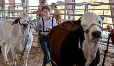 Houston Livestock Show and Rodeo commits over $30 million to education