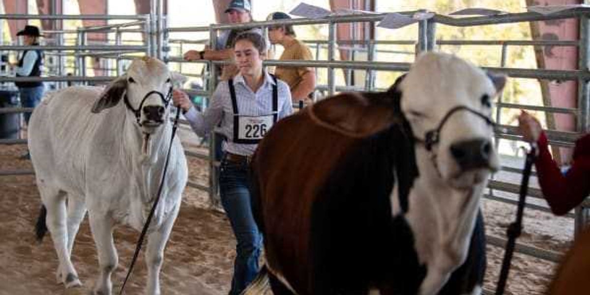Houston Livestock Show and Rodeo commits over $30 million to education
