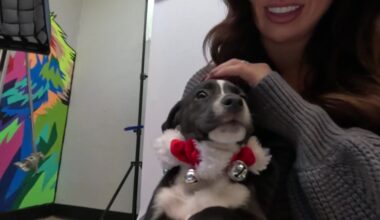 HSNT holiday adoption event for cats and dogs – NBC 5 Dallas-Fort Worth