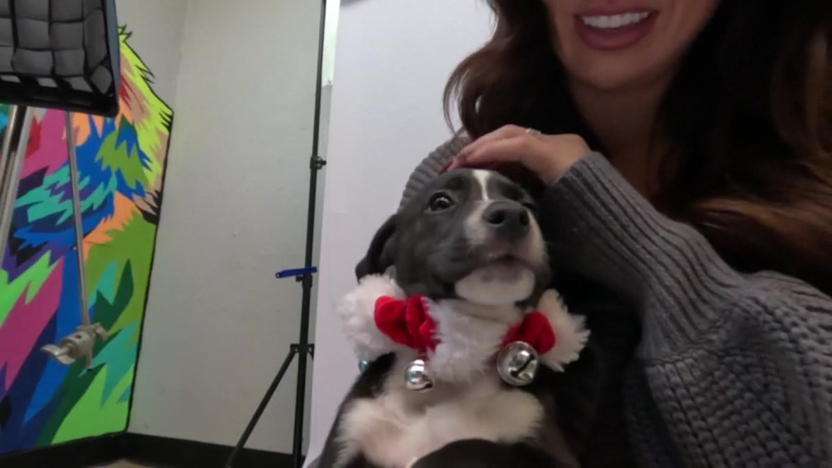 HSNT holiday adoption event for cats and dogs – NBC 5 Dallas-Fort Worth