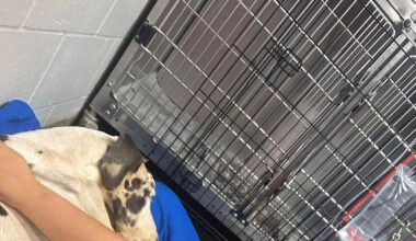 Community holds vigil for ‘Miracle’, Great Dane at center of Jacksonville animal cruelty case – Action News Jax