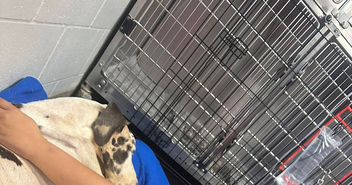 Community holds vigil for ‘Miracle’, Great Dane at center of Jacksonville animal cruelty case – Action News Jax