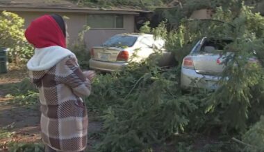 Homeowners urged to be cautious when hiring tree removal services for storm cleanup – KIRO 7 News Seattle
