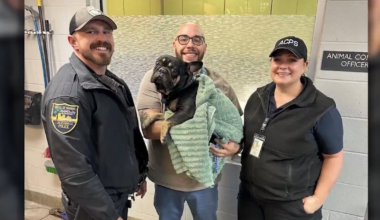 French bulldog rescued from River Island by JSO officers – Action News Jax