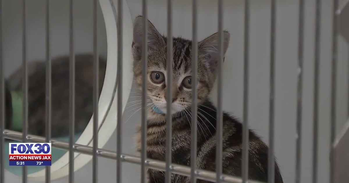 Jacksonville Humane Society hits 10,000 intakes, highest in 20 years – Action News Jax