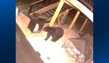 Bear spotted in yard of Allegheny County home, residents asked to stay alert