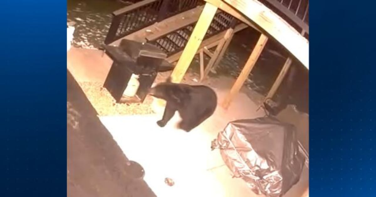 Bear spotted in yard of Allegheny County home, residents asked to stay alert