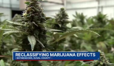 Local lawyer weighs in on Trump order to classify marijuana as a less dangerous drug – Action News Jax