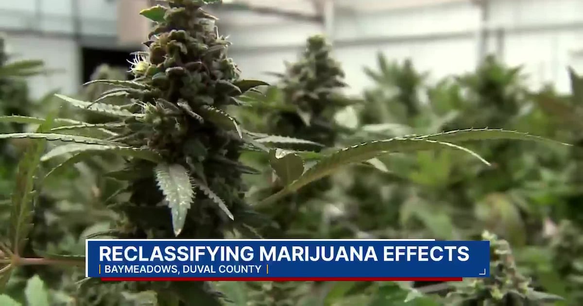 Local lawyer weighs in on Trump order to classify marijuana as a less dangerous drug – Action News Jax