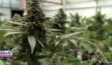 Trump’s executive order on marijuana unlikely to move the needle in Florida – Action News Jax