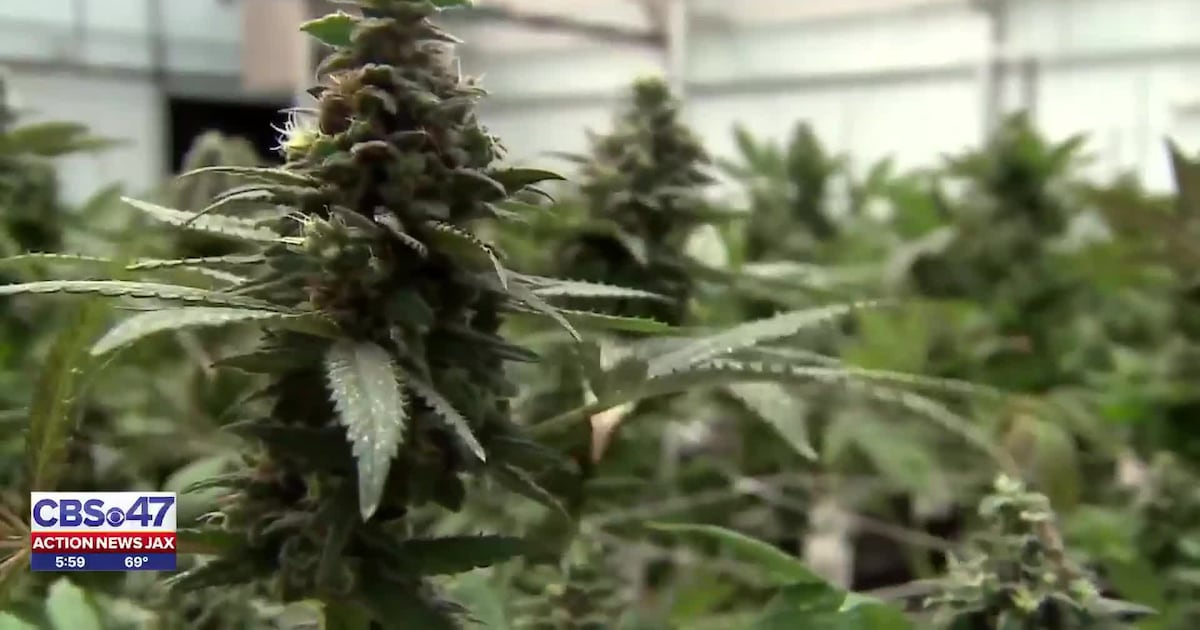 Trump’s executive order on marijuana unlikely to move the needle in Florida – Action News Jax