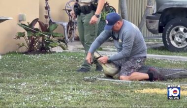 FWC officers remove ‘really big’ alligator from Miami-Dade neighborhood